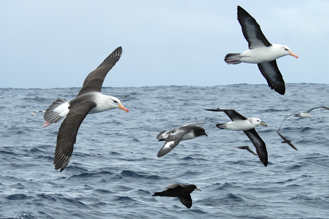 Albatrosses and friends