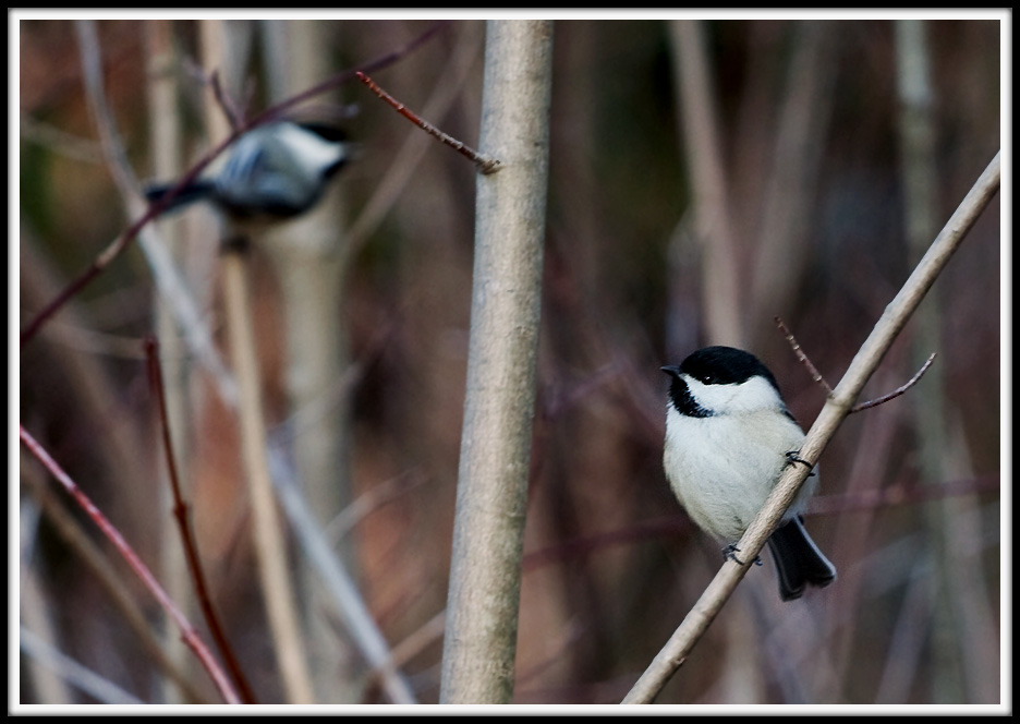 Chickadees Deep in Habitat