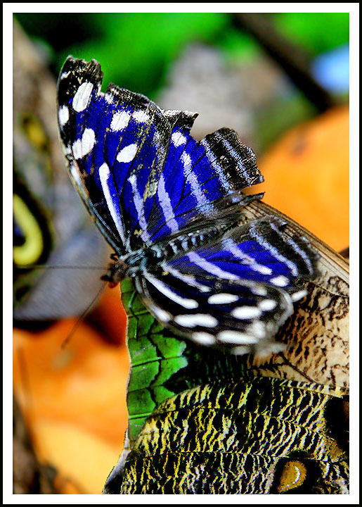 A Butterfly Abstract in Canada