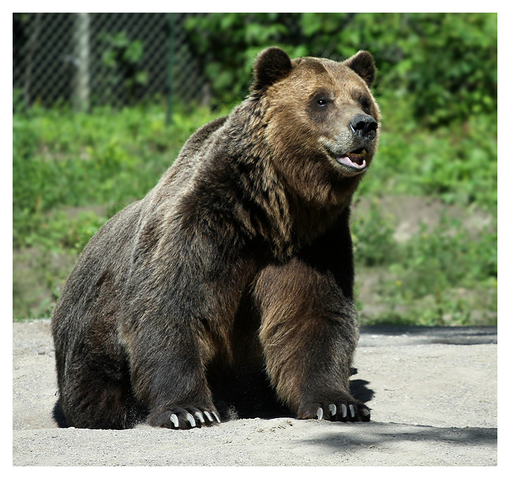 Visiting Uncle Bear  At the Toronto Zoo