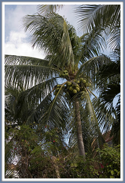 Coconut Tree by the Pool at Bayview Suites