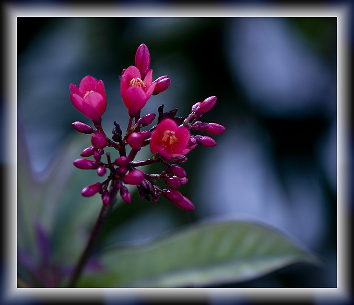 Tropical Wildflower on Paradise Island