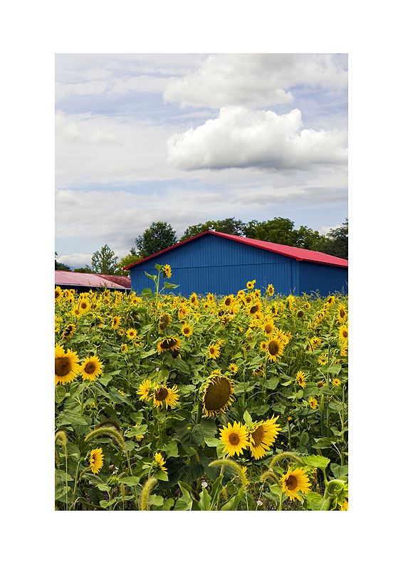 Sunflowers in Wine Country