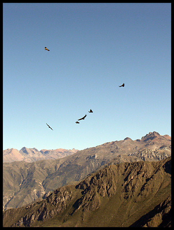 Colca canyon - condors 2