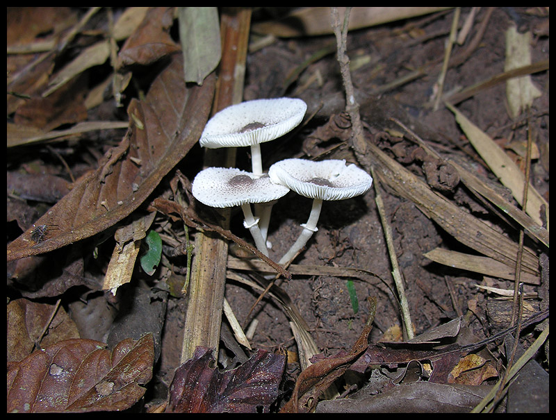 Jungle fungi 12