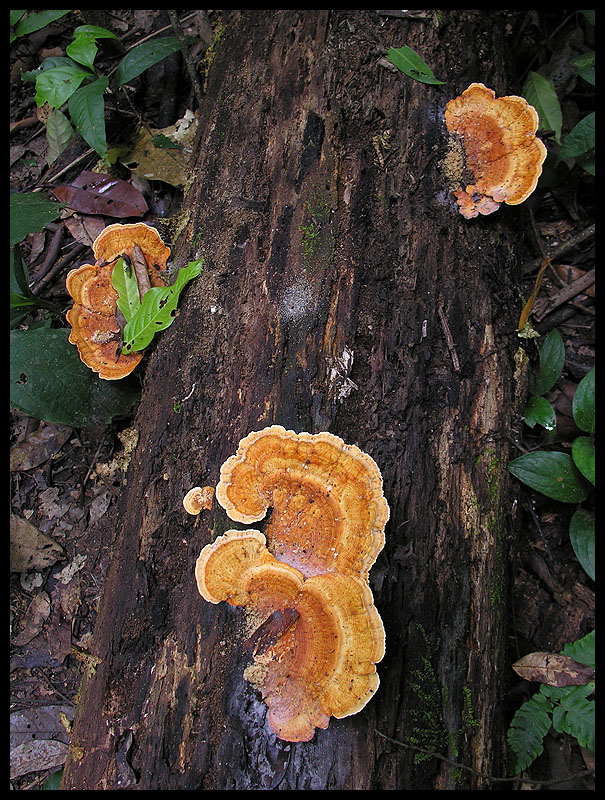 Jungle fungi 13