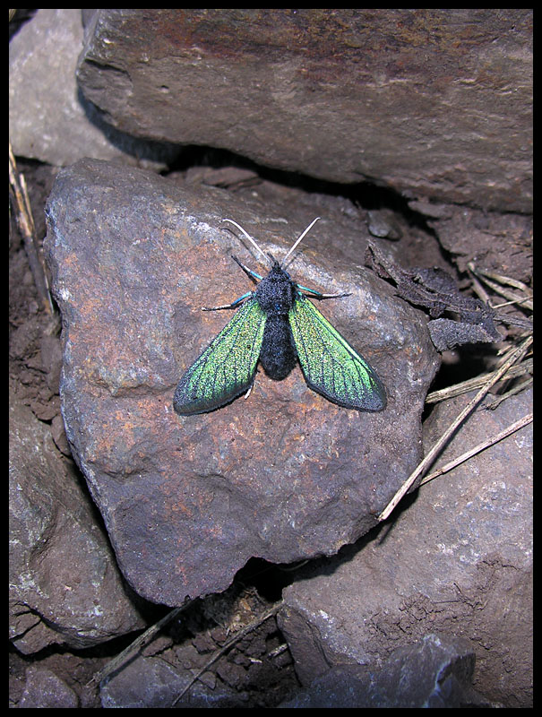 Green winged moth