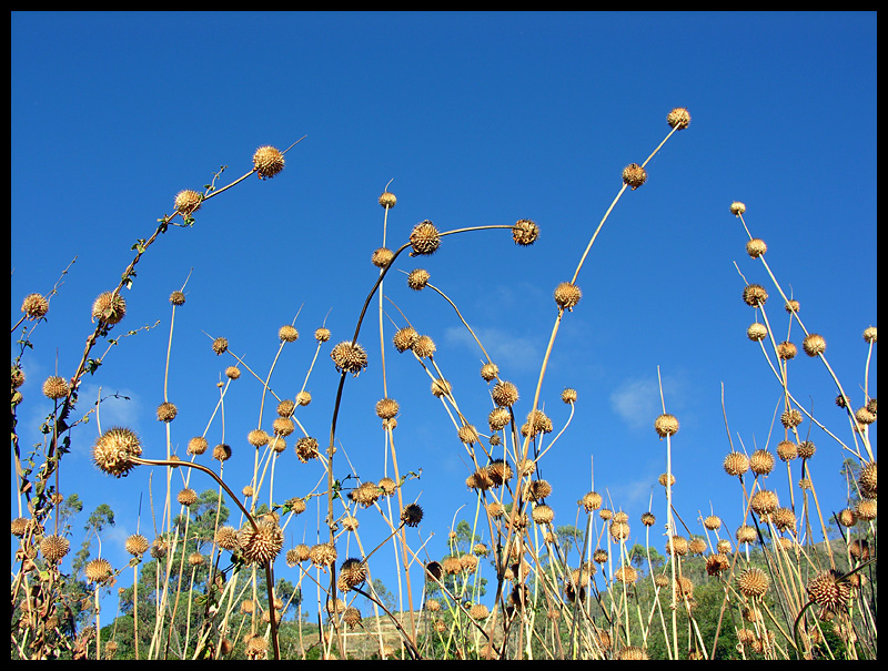 Flower heads