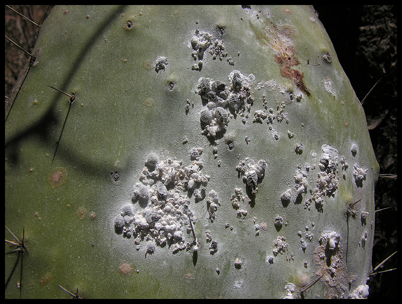 Cochinella on cactus
