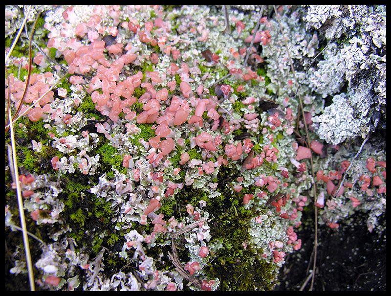 Fungi, lichen and moss