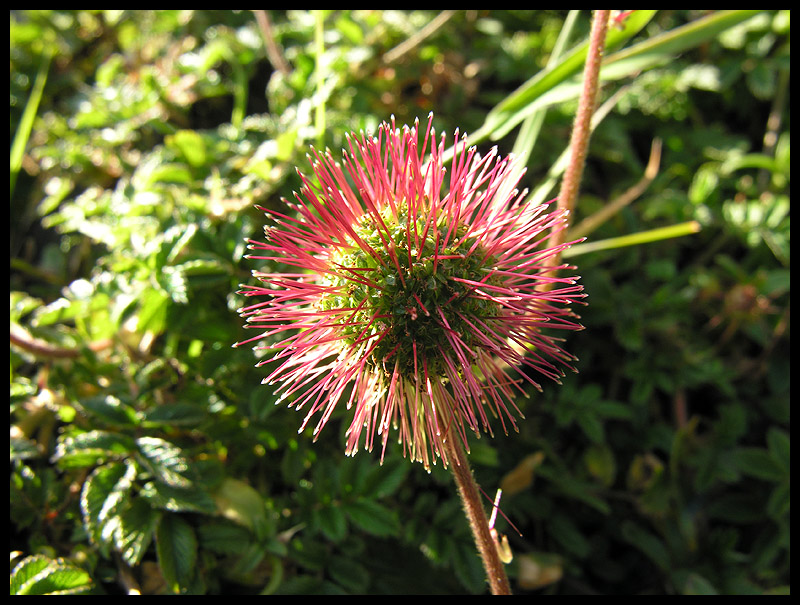 Flower head