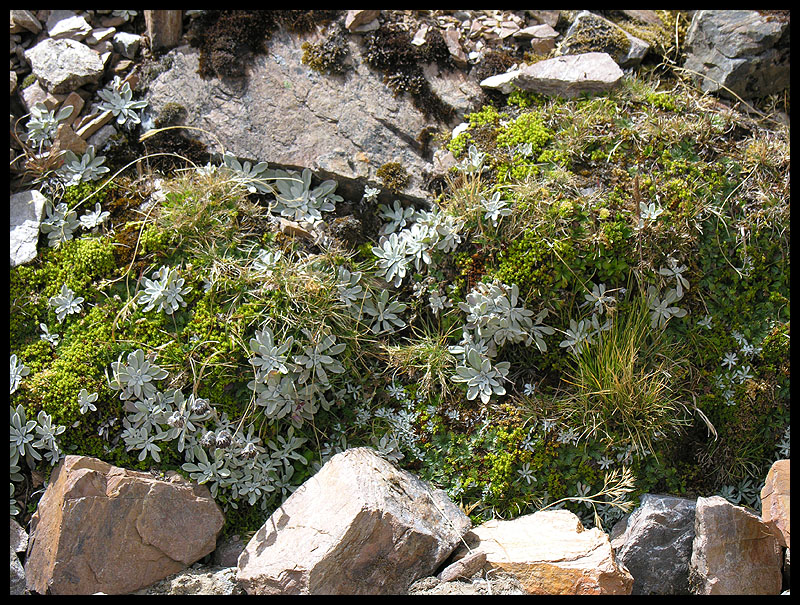 Mosses near Yanama pass