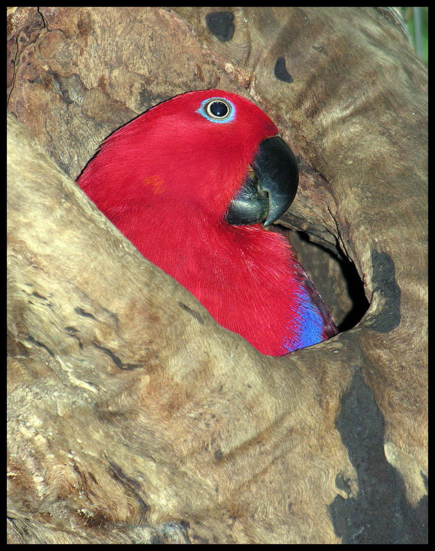 Female eclectus parrot