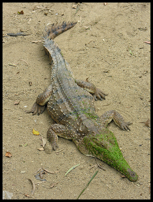 Freshwater crocodile