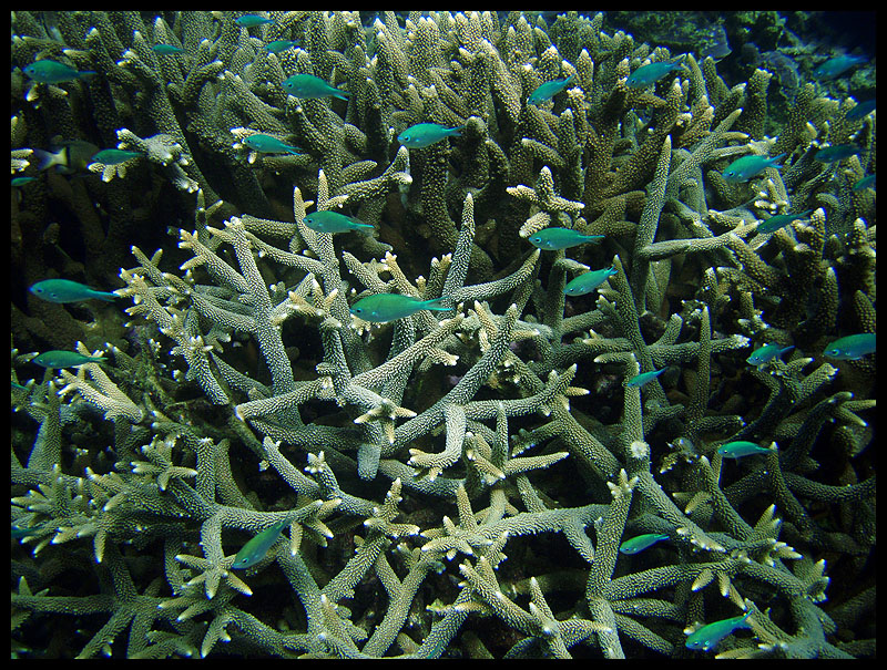 Blue-green chromis