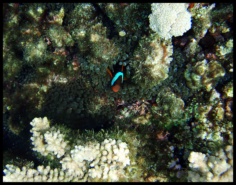 Tomato anemonefish 2