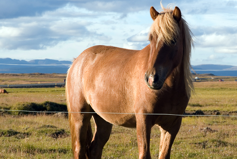 Icelandic horse