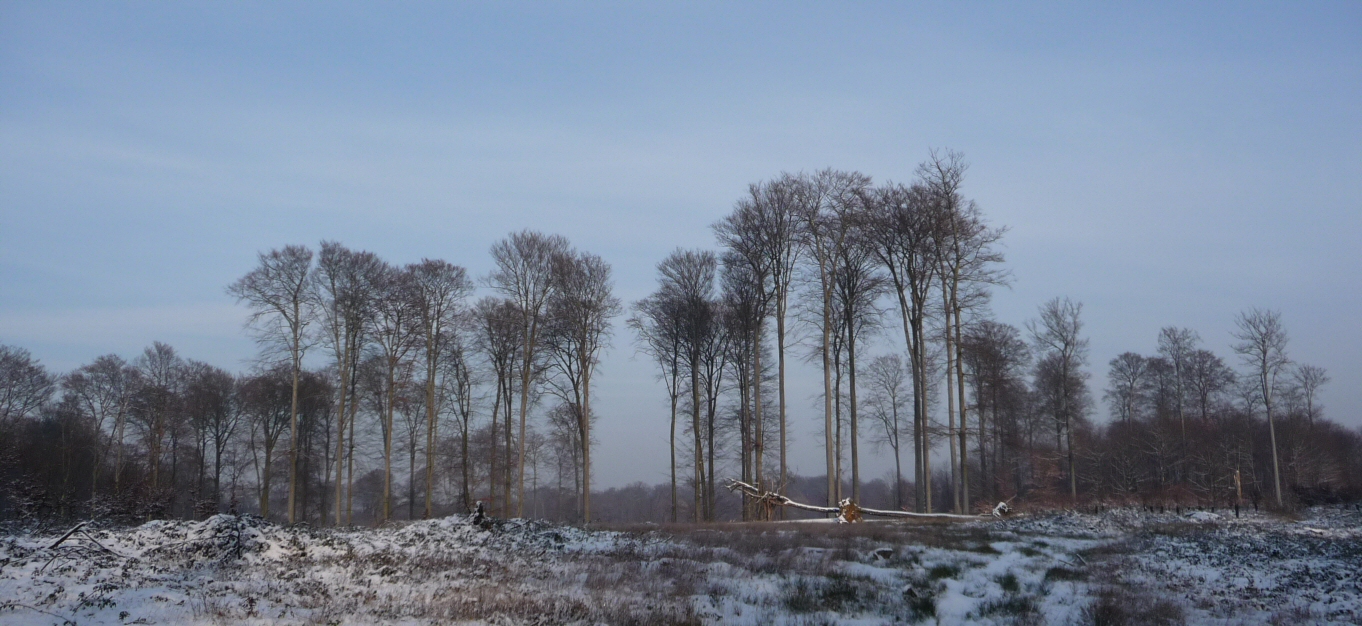 Un arbre est tomb.