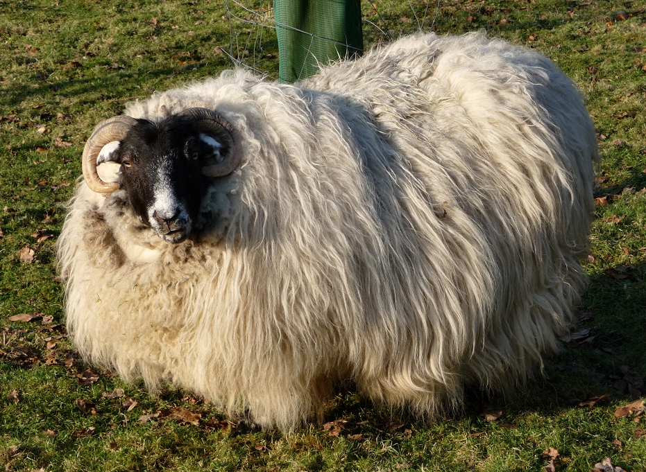 Mouton irlandais ? Non, mouton boitsfortois !