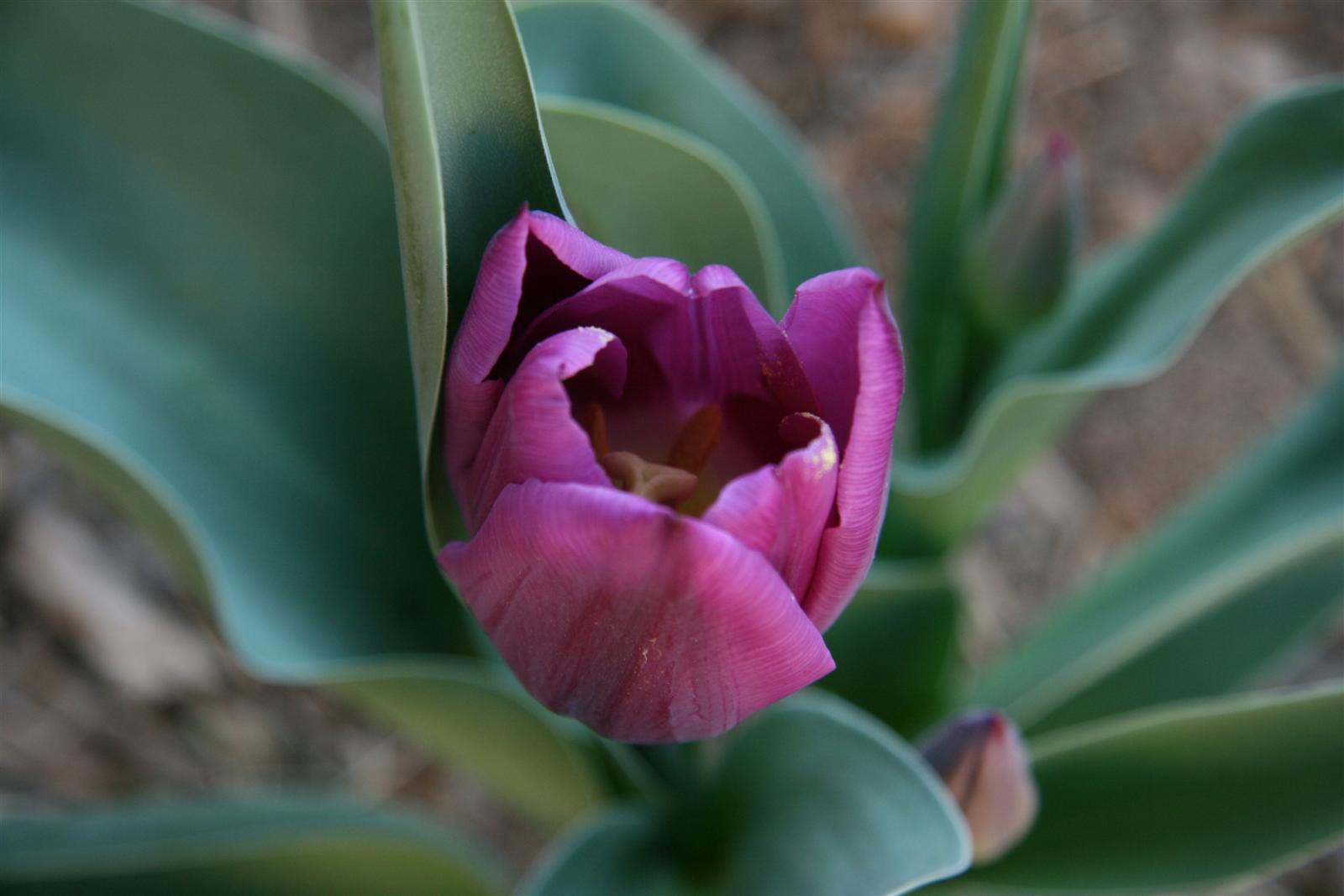Here in Southland its best to put pot and plant in ground then pull after it blooms !!