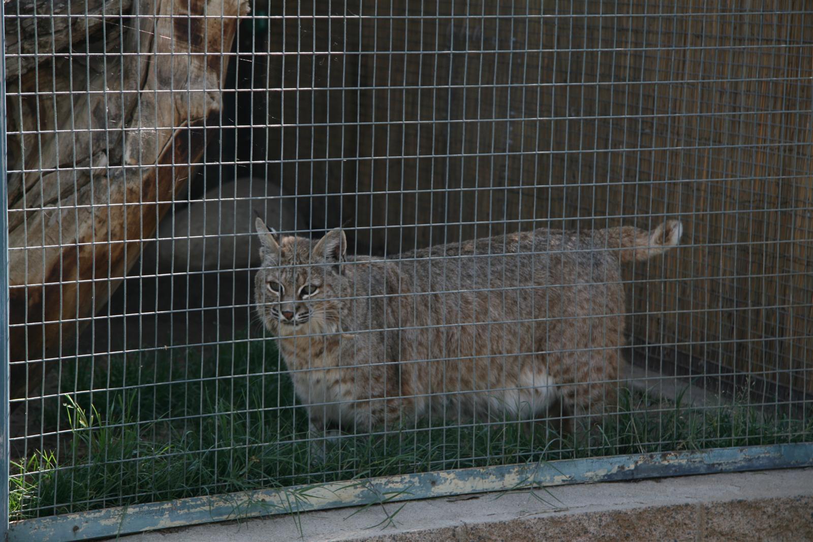 Hello ,part of my family Grrrrrrr Mr. Bobcat  !!!!