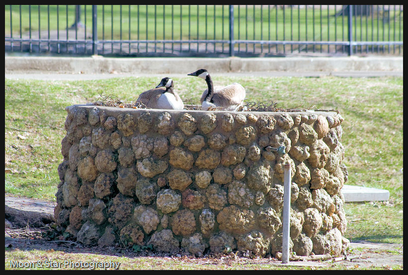 Goose planter