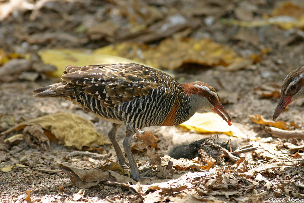 rails feeding on a dead noddy chick