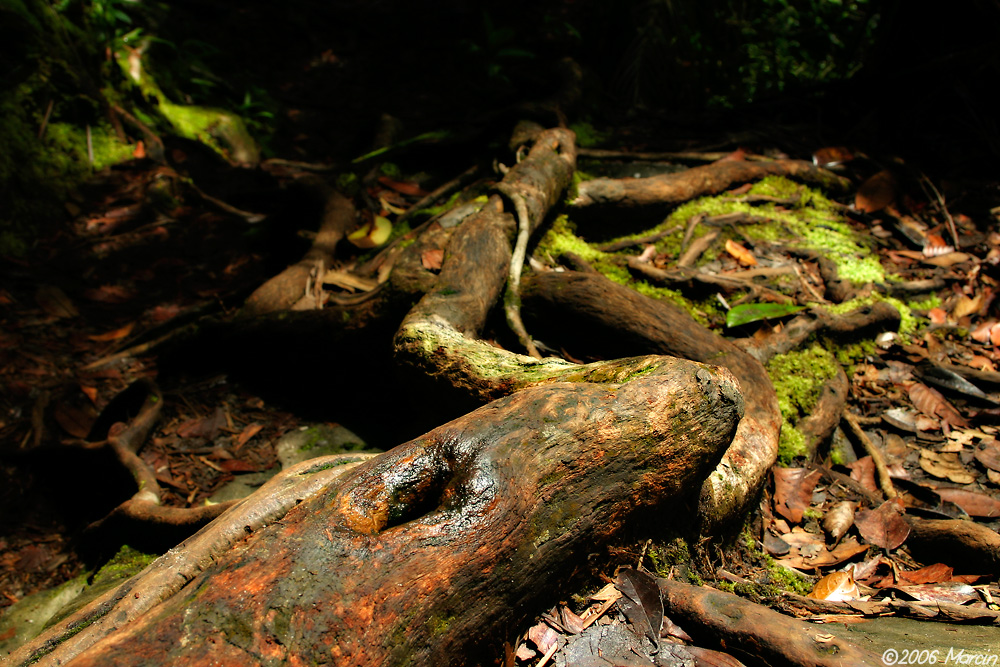 Bako National Park