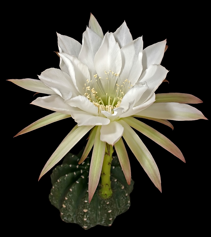 echinopsis