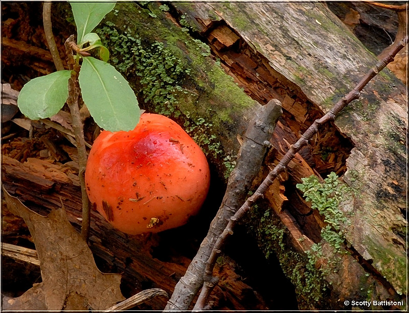 Russula-4.JPG