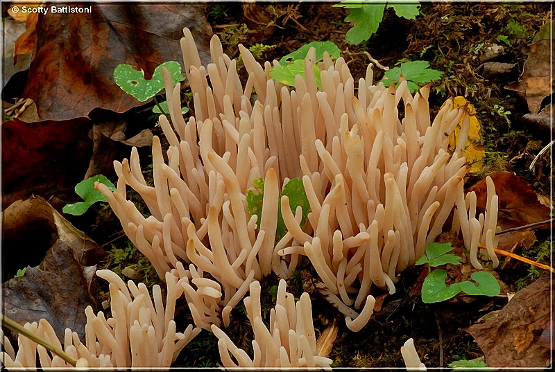 White Worm Coral 2.JPG