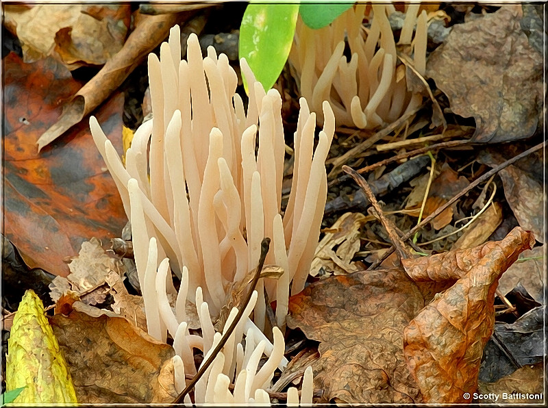 White Worm Coral 3.JPG