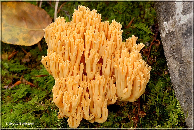 Yellow Coral 2.JPG