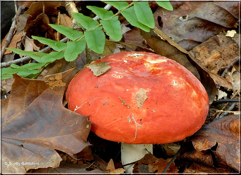 Large Russula.JPG