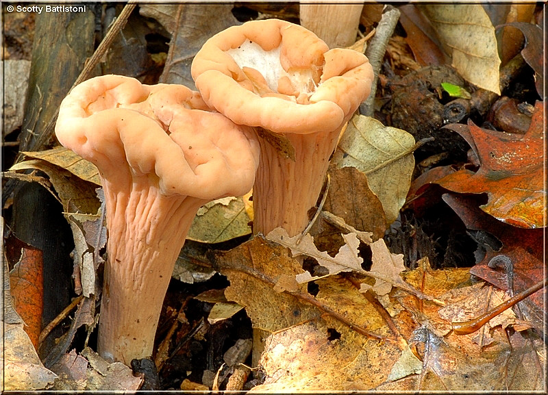 Pink Club Fungi Jpg Photo Scotty Battistoni So Photography Photos At Pbase Com