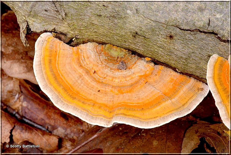 Polypore-1.JPG