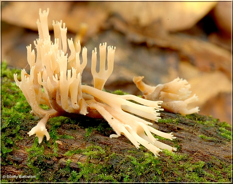 Crowned Coral Fungi.JPG