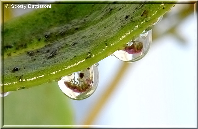 Water Droplett 5.JPG