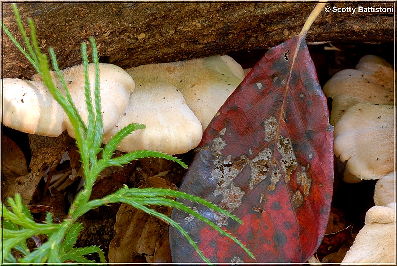 Oyster Mushrooms.JPG