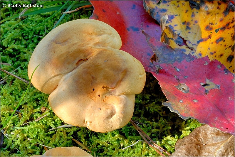 Sweet Tooth Polypore 2.jpg