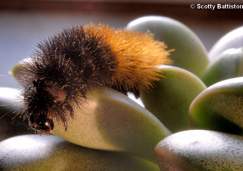 Woolly Bear2.jpg