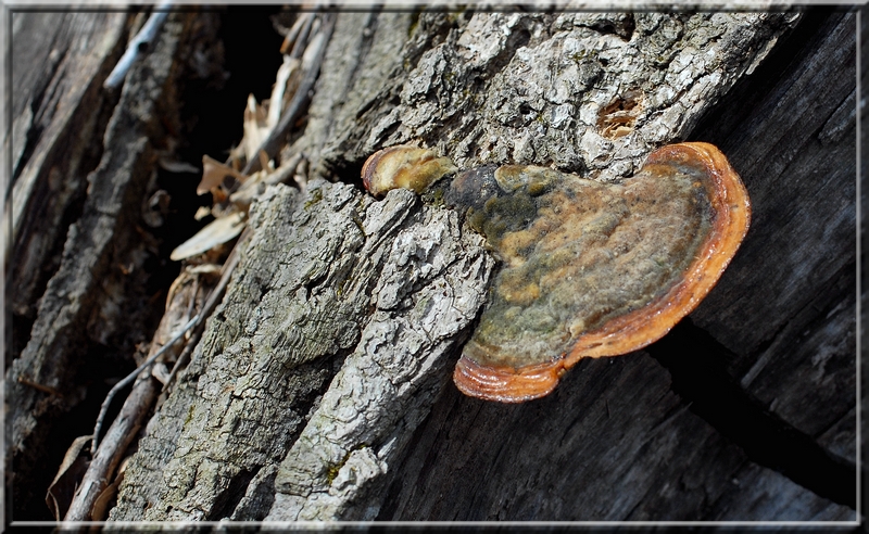 Polypore4.JPG
