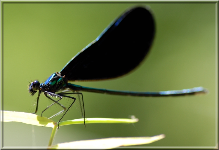 Black Winged Damselfly166.jpg