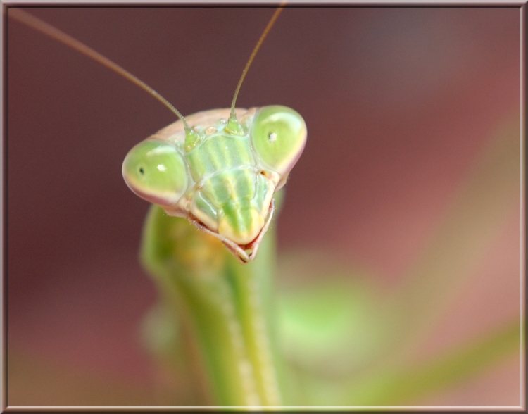 PrayingMantis140.jpg