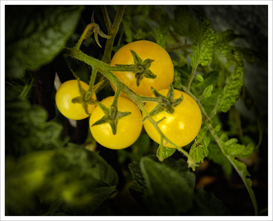 Heirloom Tomato Clemintine
