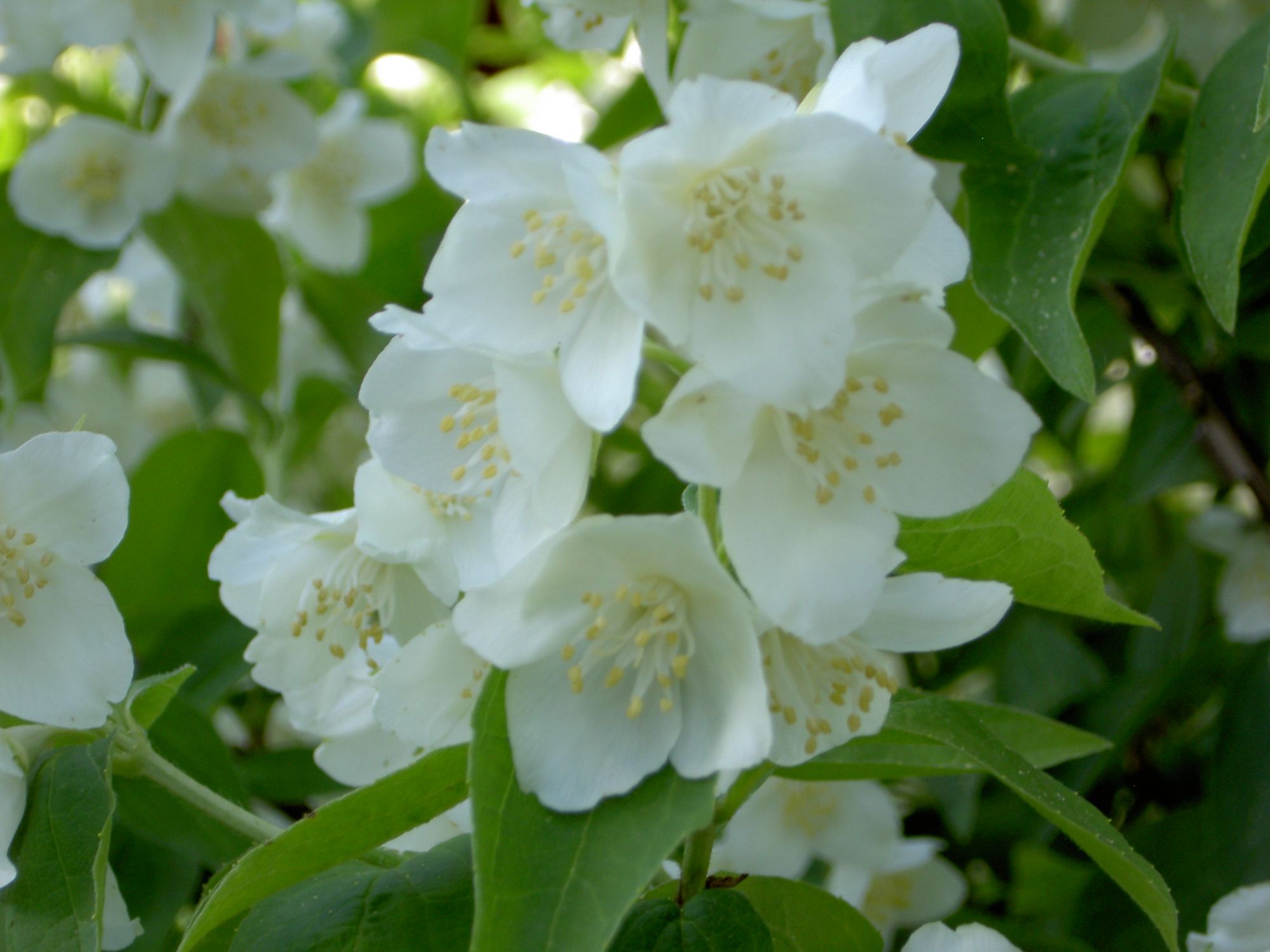 WHITE JASMINE
