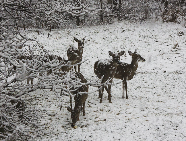 First Snow 2009