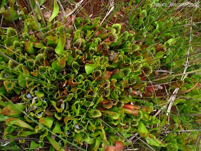 Sarracenia purpurea ssp purpurea  (massive purp view above)
