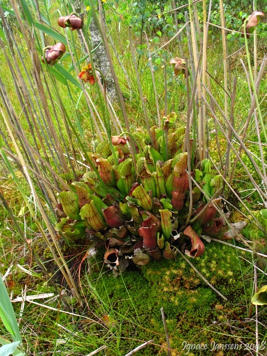 Sarracenia purpurea ssp purpurea