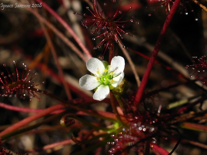 Drosera intermedia and flower